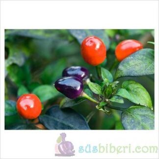 Yılbaşı Süs Biberi – Filius Blue