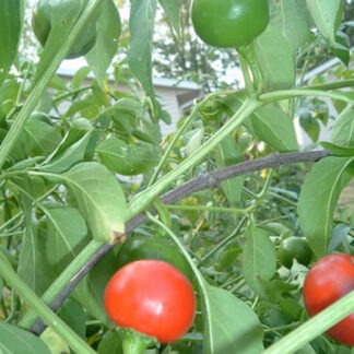 Kırmızı Kiraz Süs Biberi – Red Cherry Pepper 