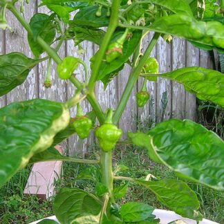 Trinidad Perfume Süs Biberi 