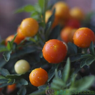 Peppa Süs Biberi – Ornamental Chili Pepper