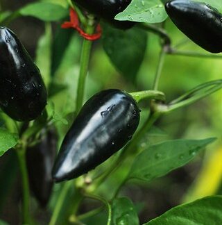 Siyah Macar Süs Biberi – Black Hungarian Pepper