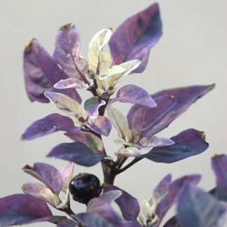 Mor Parlak Acı Süs Biberi