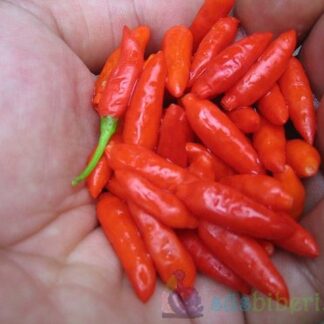 Tayvan Kuş Süs Biberi