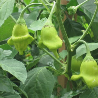 Piskopos Tacı Süs Biberi 