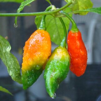 Bhut Jolokia – Dünyanın En acı Biberi