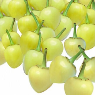 Biberiye Süs Biberi 