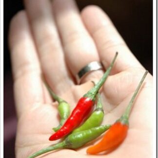 Kuş Gözü Süs Biberi