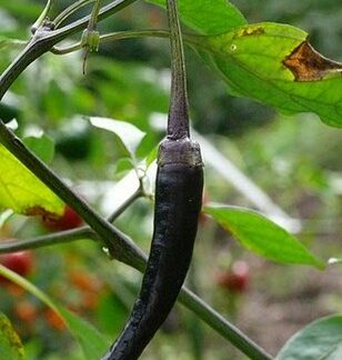 Cayenne Uzun Mor Süs Biberi – Long Purple Cayenne