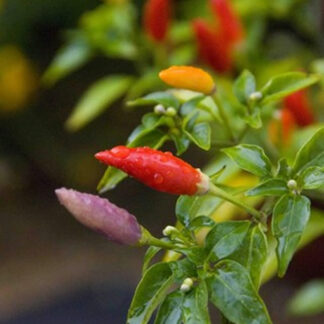 Numex Twilight Süs Biberi 