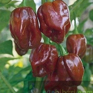 Kahverengi Habanero Süs Biberi