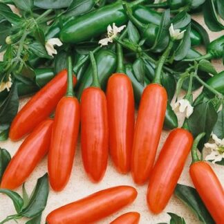 Meksika Serrano Süs Biberi – Serrano Tampequino Pepper