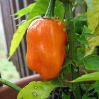 Turuncu Habanero Süs Biberi