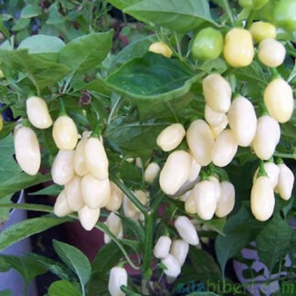 Beyaz Habanero Süs Biberi