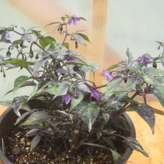 Mor Beyaz Yeşil – 3 Yapraklı Süs Biberi