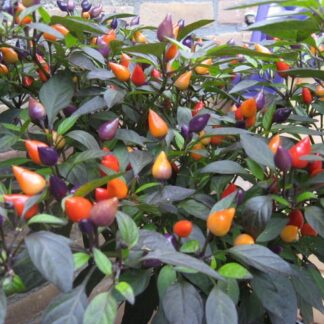 Bolivian Rainbow Süs Biberi