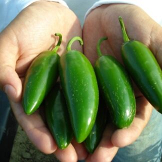 Meksika Jalapeno Süs Biberi