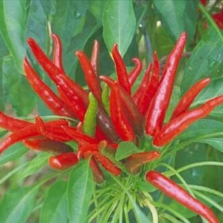 Poinsettia Süs Biberi