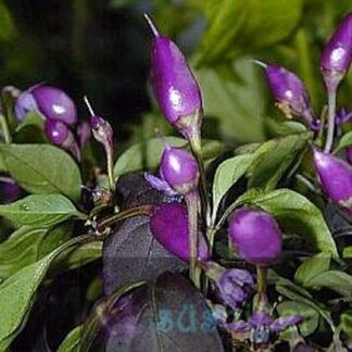 Pretty in Purple Süs Biberi