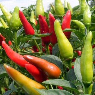 Santa Fe Grande Mini Chili Süs Biberi