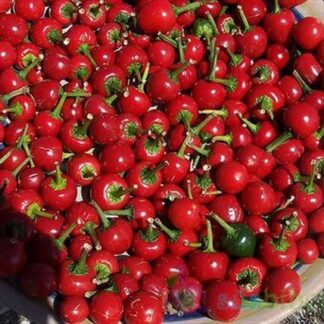 Şeytanın Öpücüğü Süs Biberi