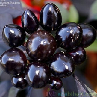 Siyah İnci Süs Biberi