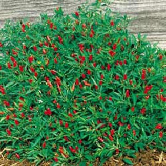 Tayland Myanmar Süs Biberi – Wiang Ping Pepper