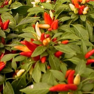 Yedi Kardeş Süs Biberi